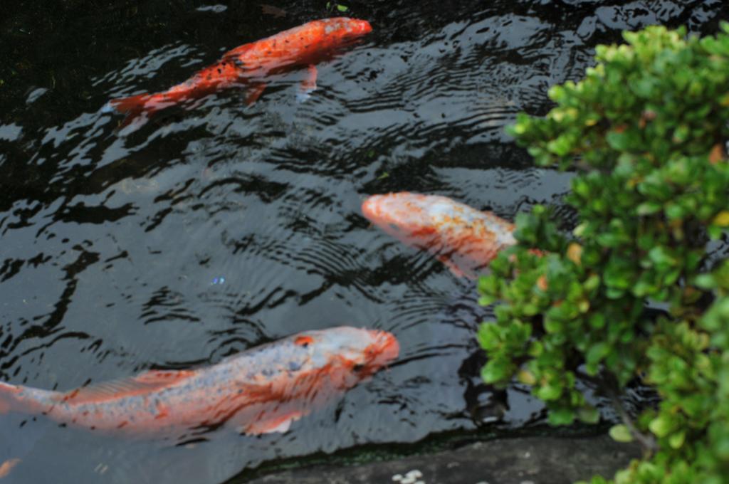 Atamisekitei Annex Sakuragaokasaryo Hotell Atami  Exteriör bild